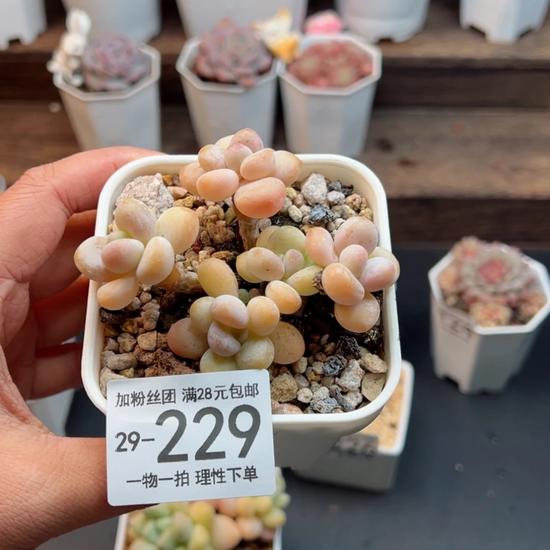 【闪购商品】泡泡糖