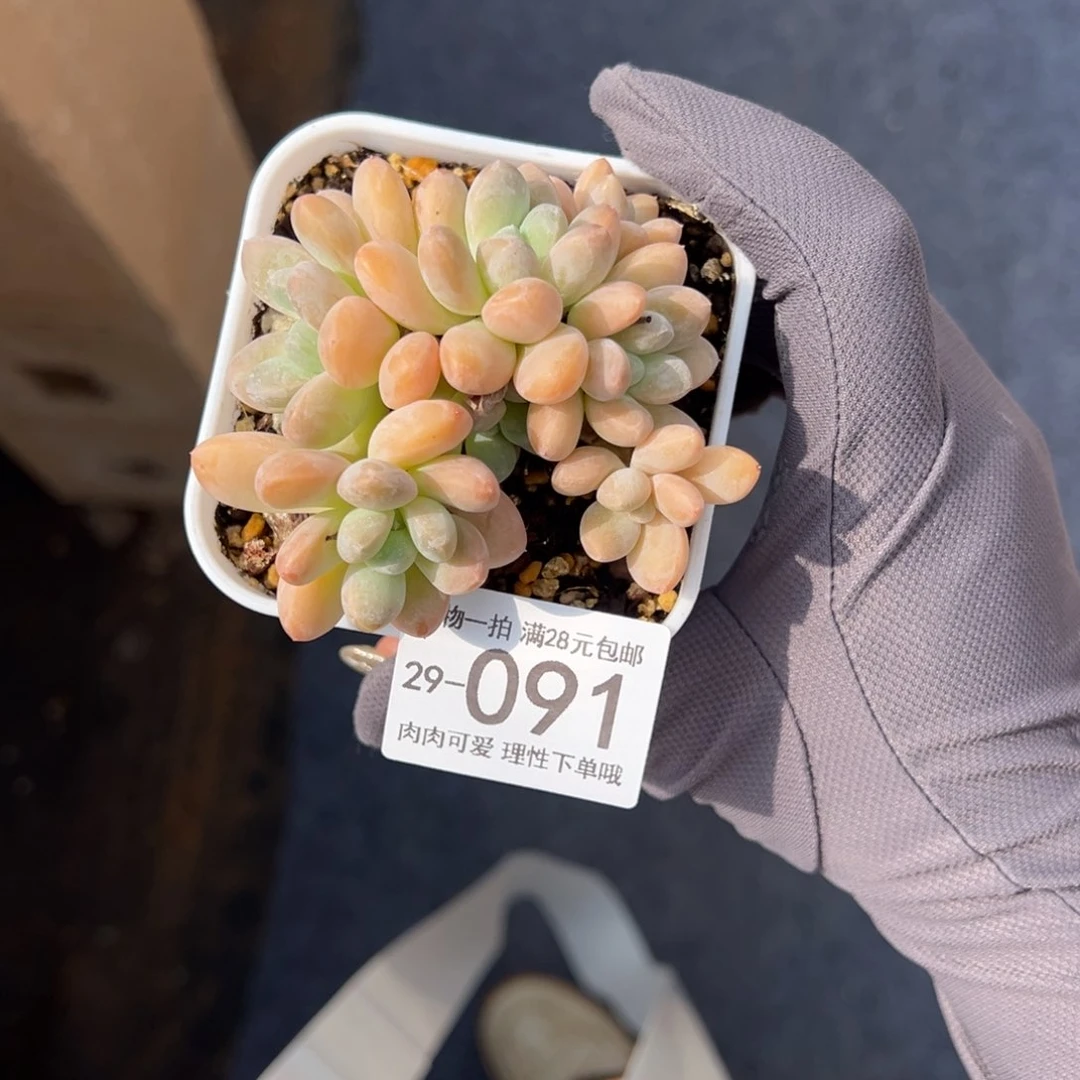 香玉多肉多肉多肉多肉］