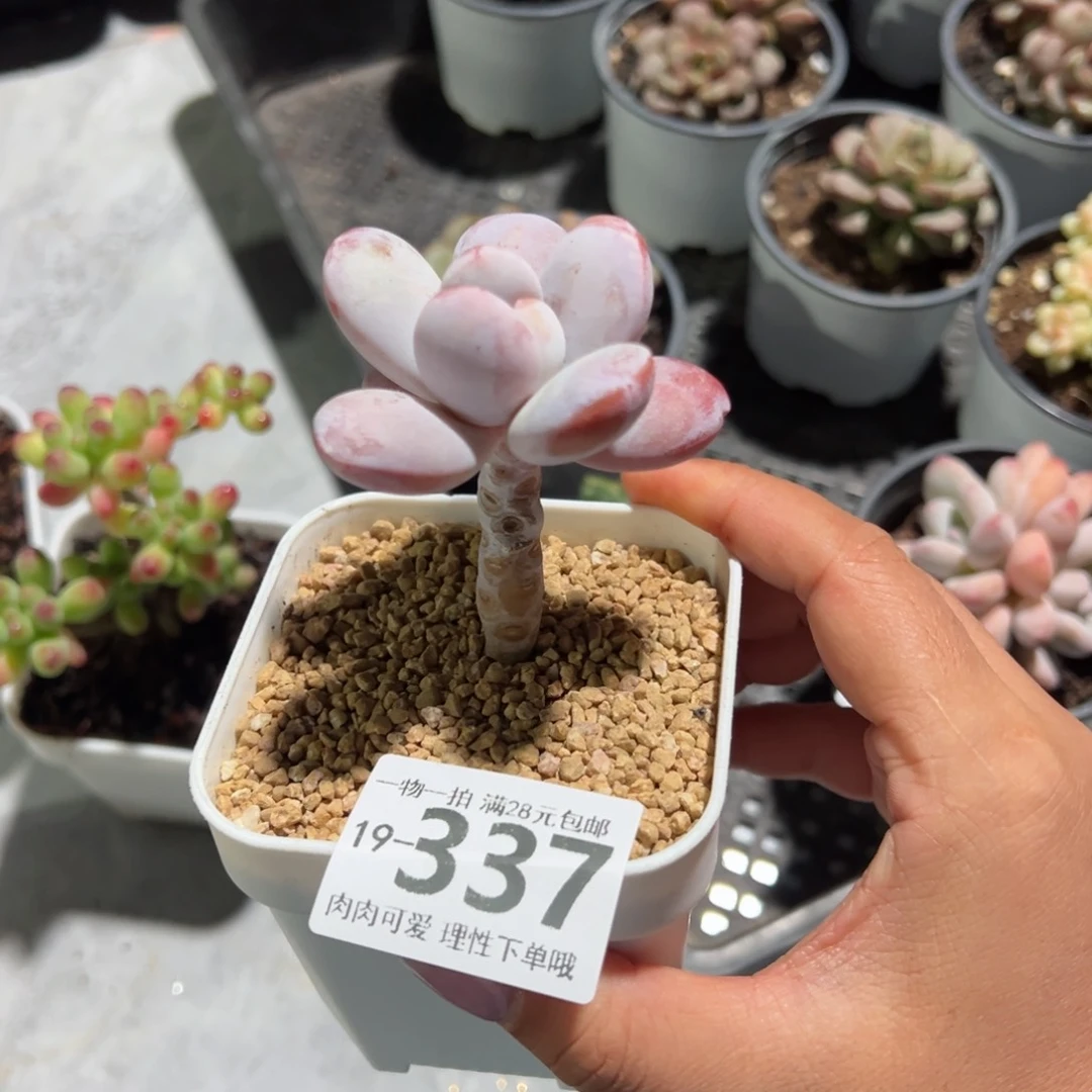 雪美人多肉多肉多肉