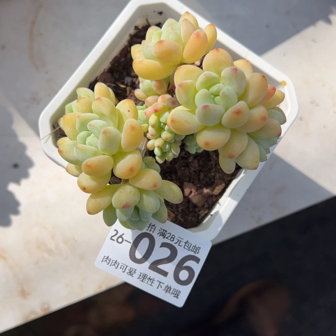 罗绮多肉多肉植物