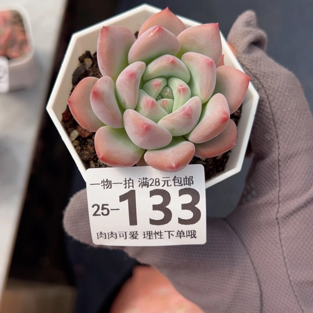 蛋吉单头多肉多肉，