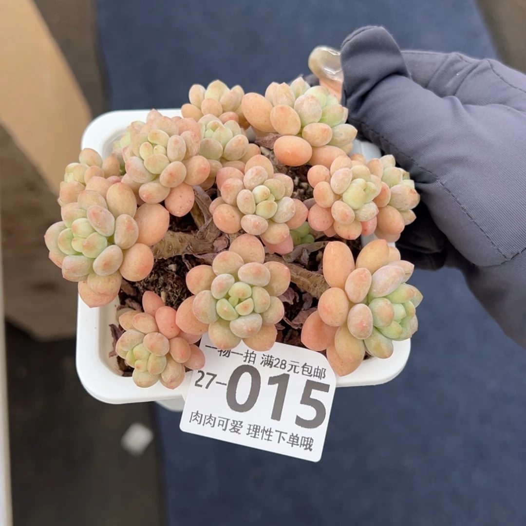 洛可可多肉植物多肉