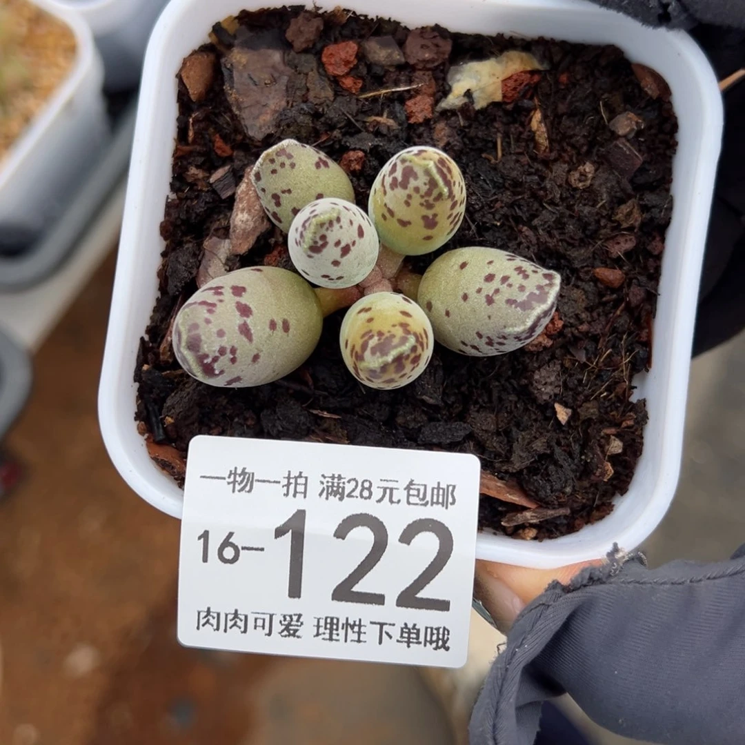 【闪购商品】海豹多肉