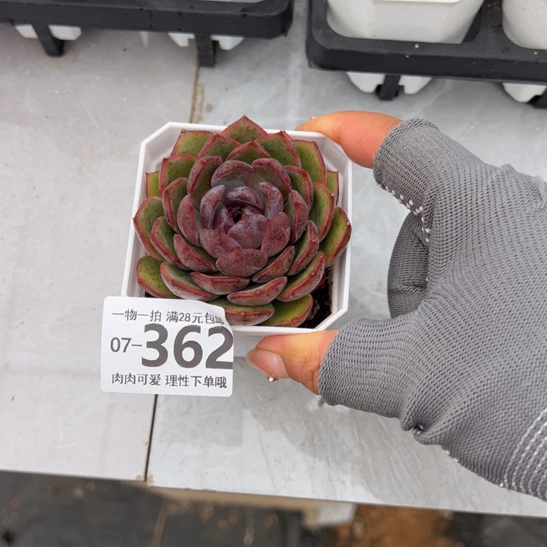 蓝莓多肉多肉多肉