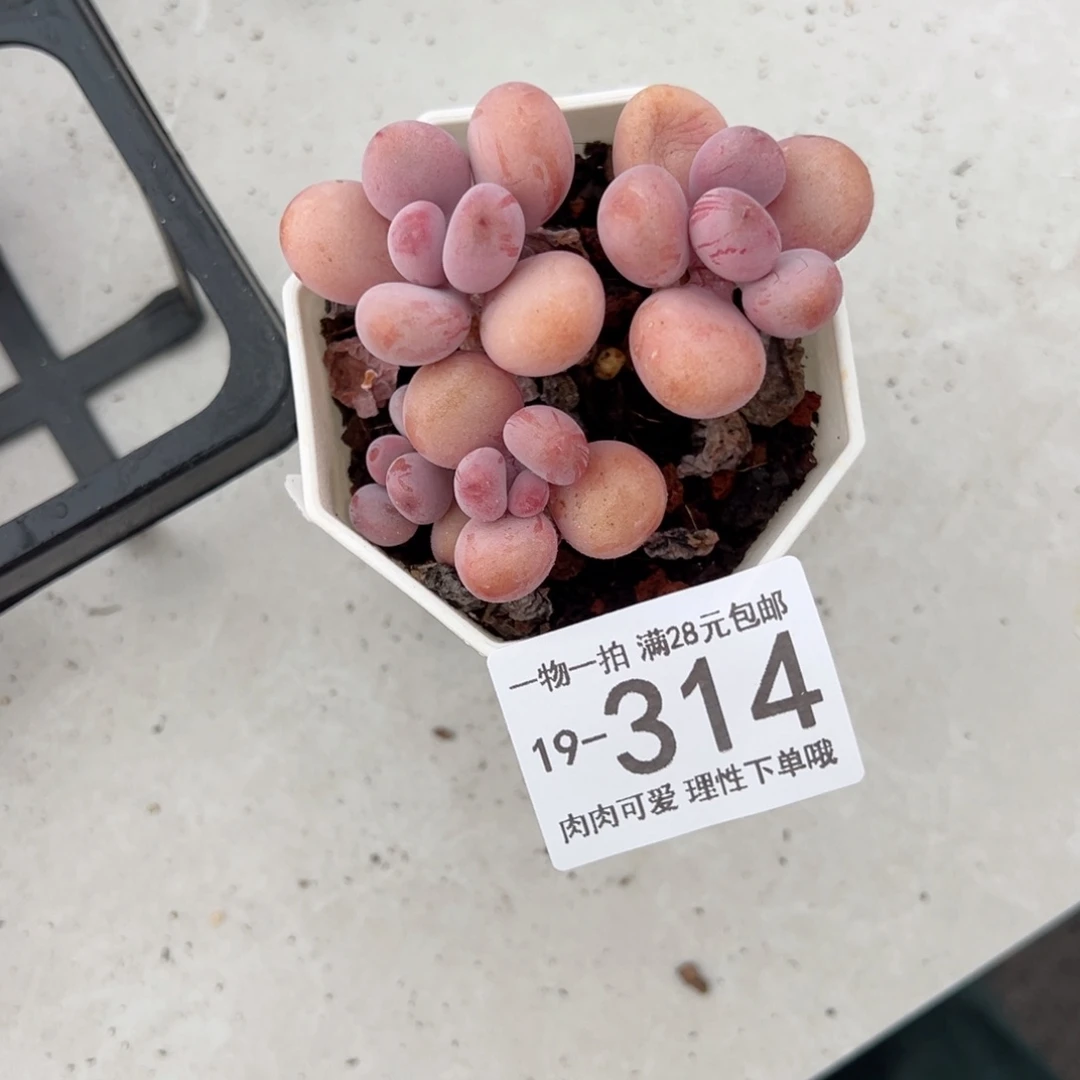 【闪购商品】桃蛋多肉多肉