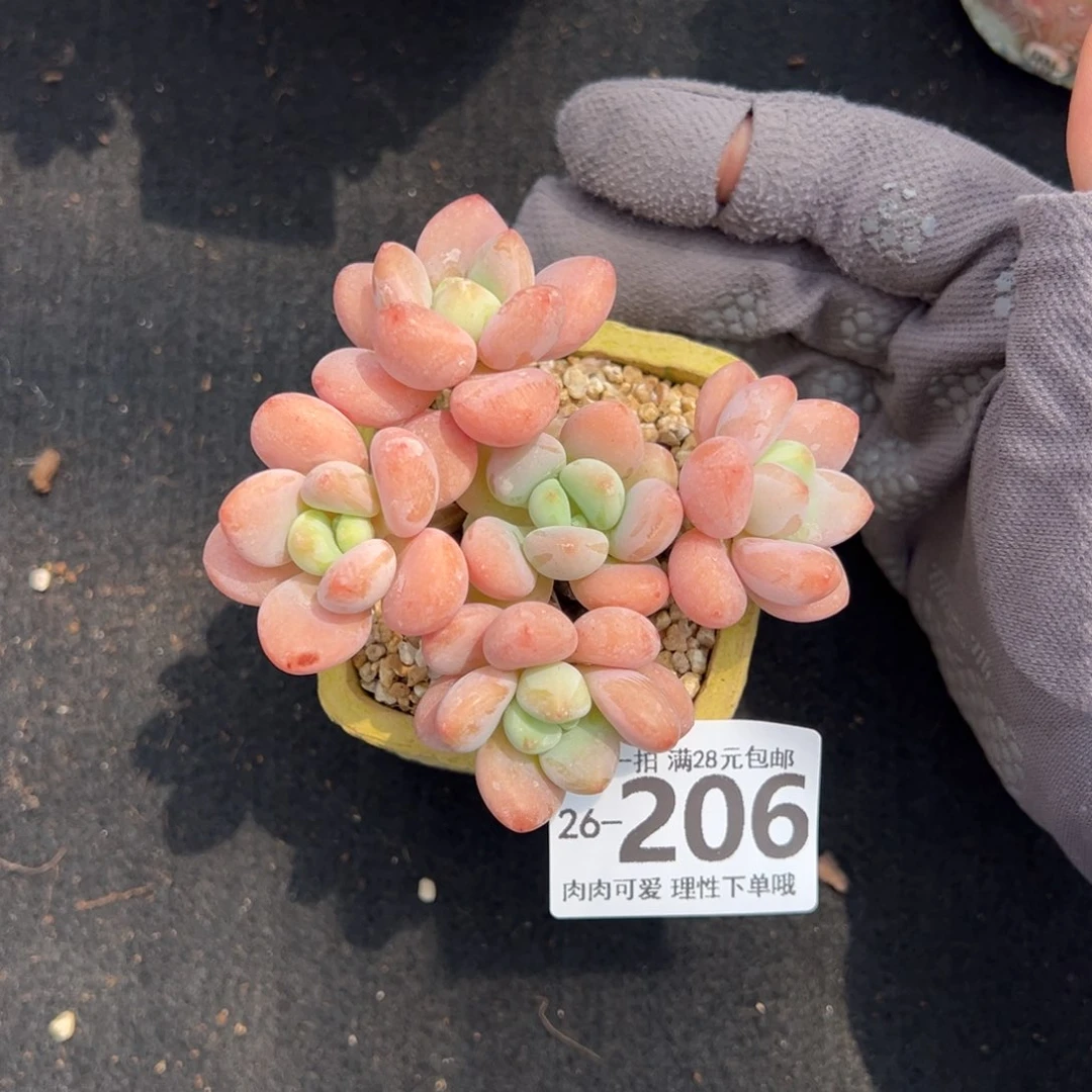 桔子洛神多肉多肉多肉