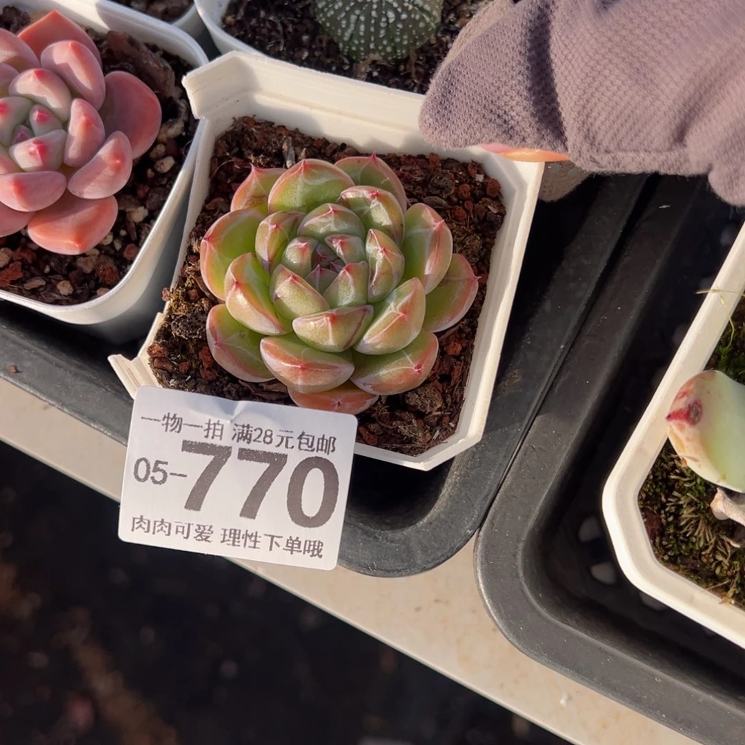 雪花珍妮多肉多肉多肉