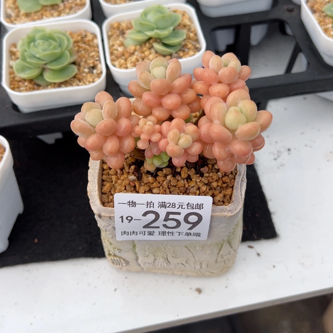 【闪购商品】洛可可多肉