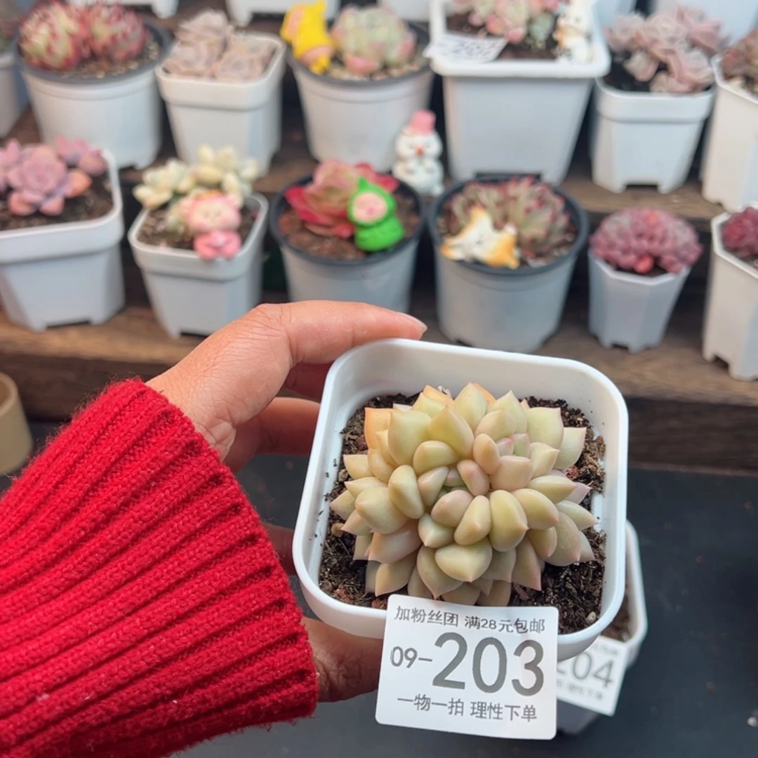 【闪购商品】黄金象牙