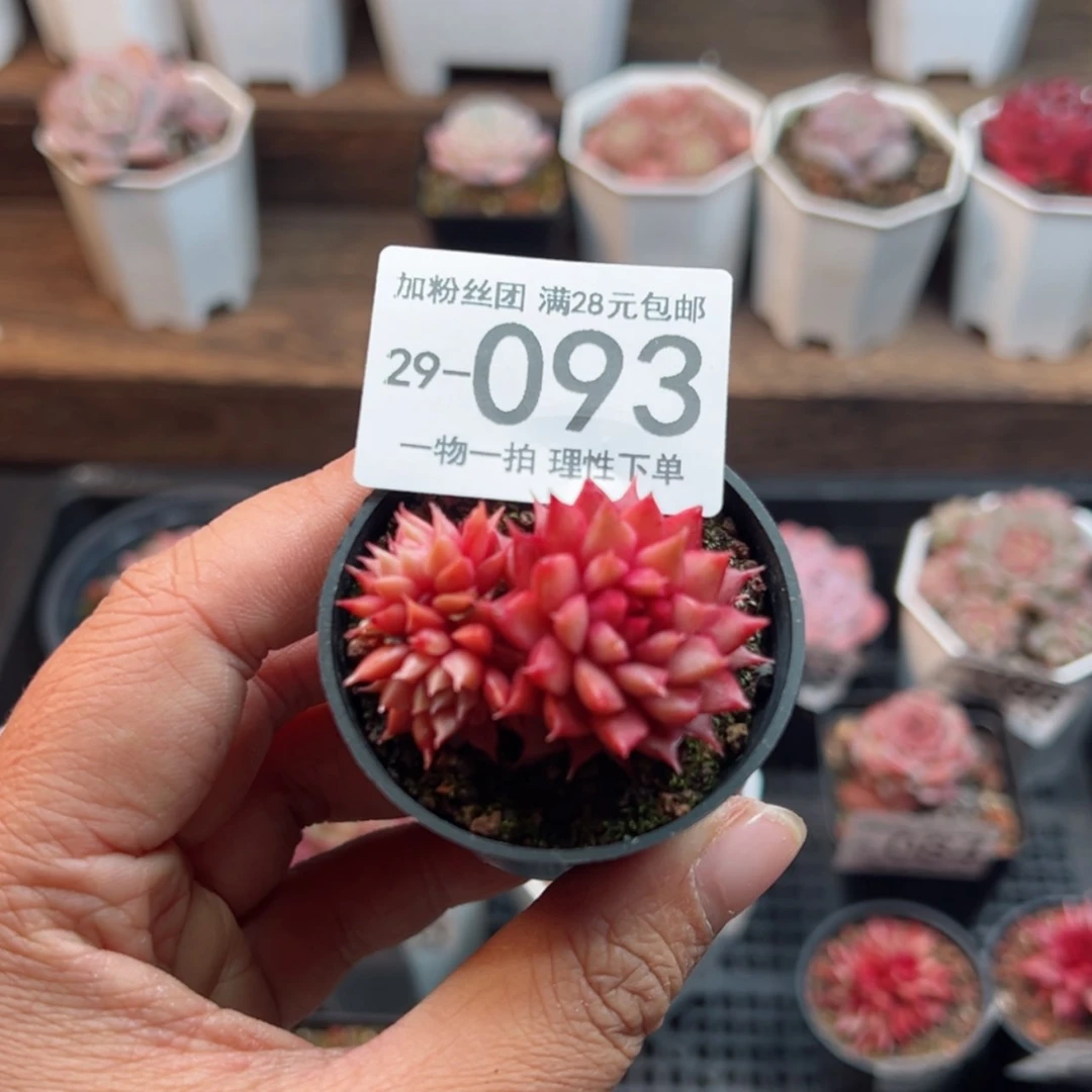 【闪购商品】糖心皮皮虾
