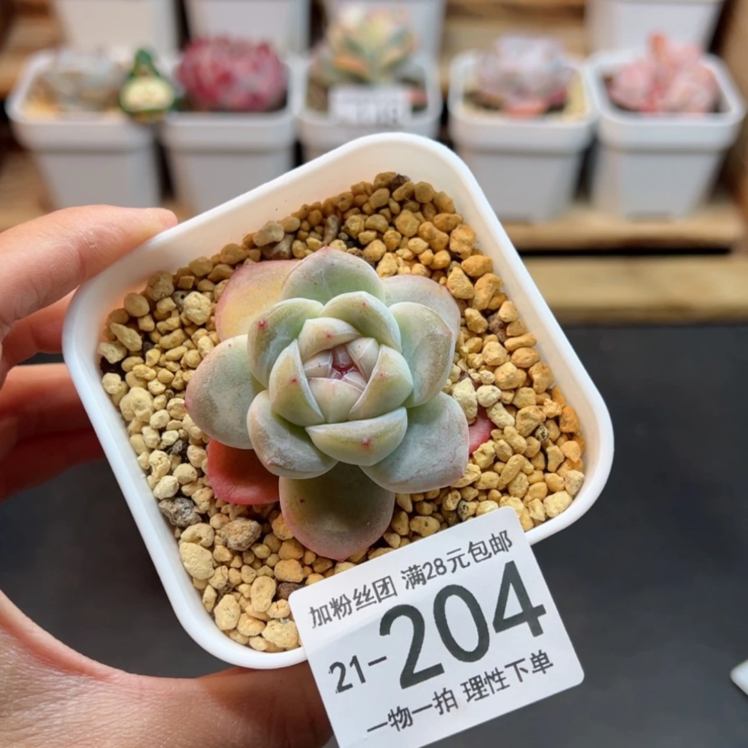 【闪购商品】糖心冰玉