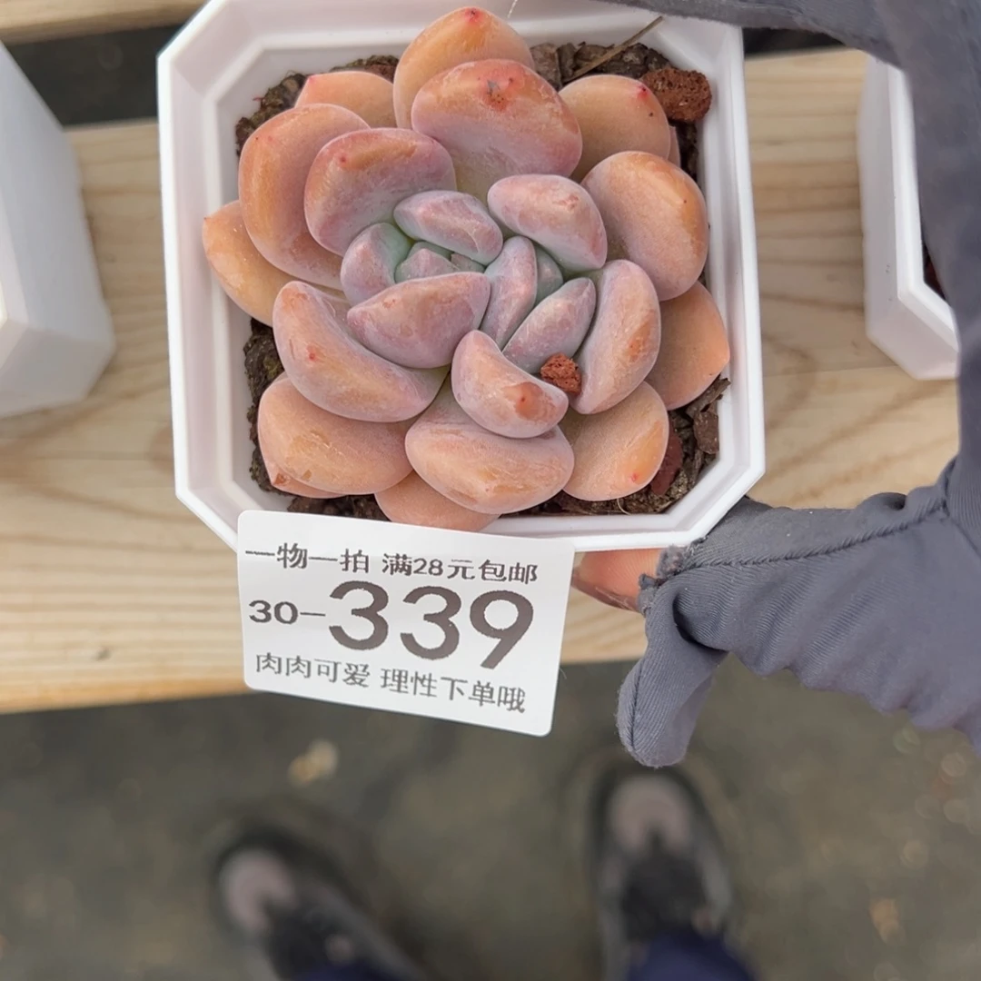 【闪购商品】奥橙多肉