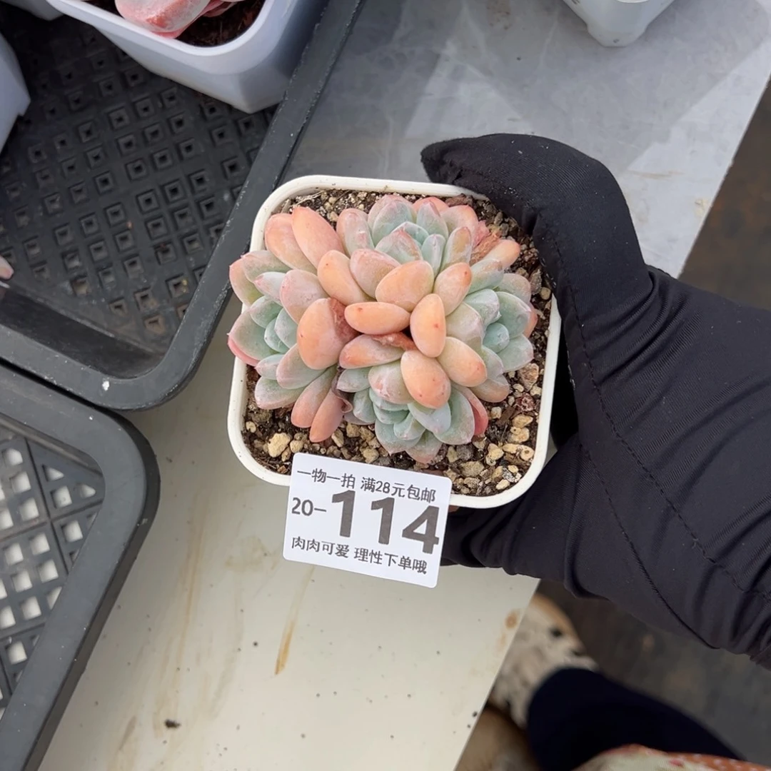 【闪购商品】冰玉多肉