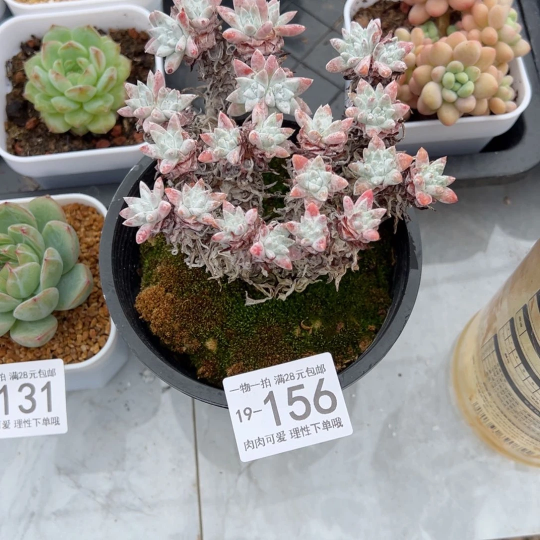 【闪购商品】白菊多肉植物