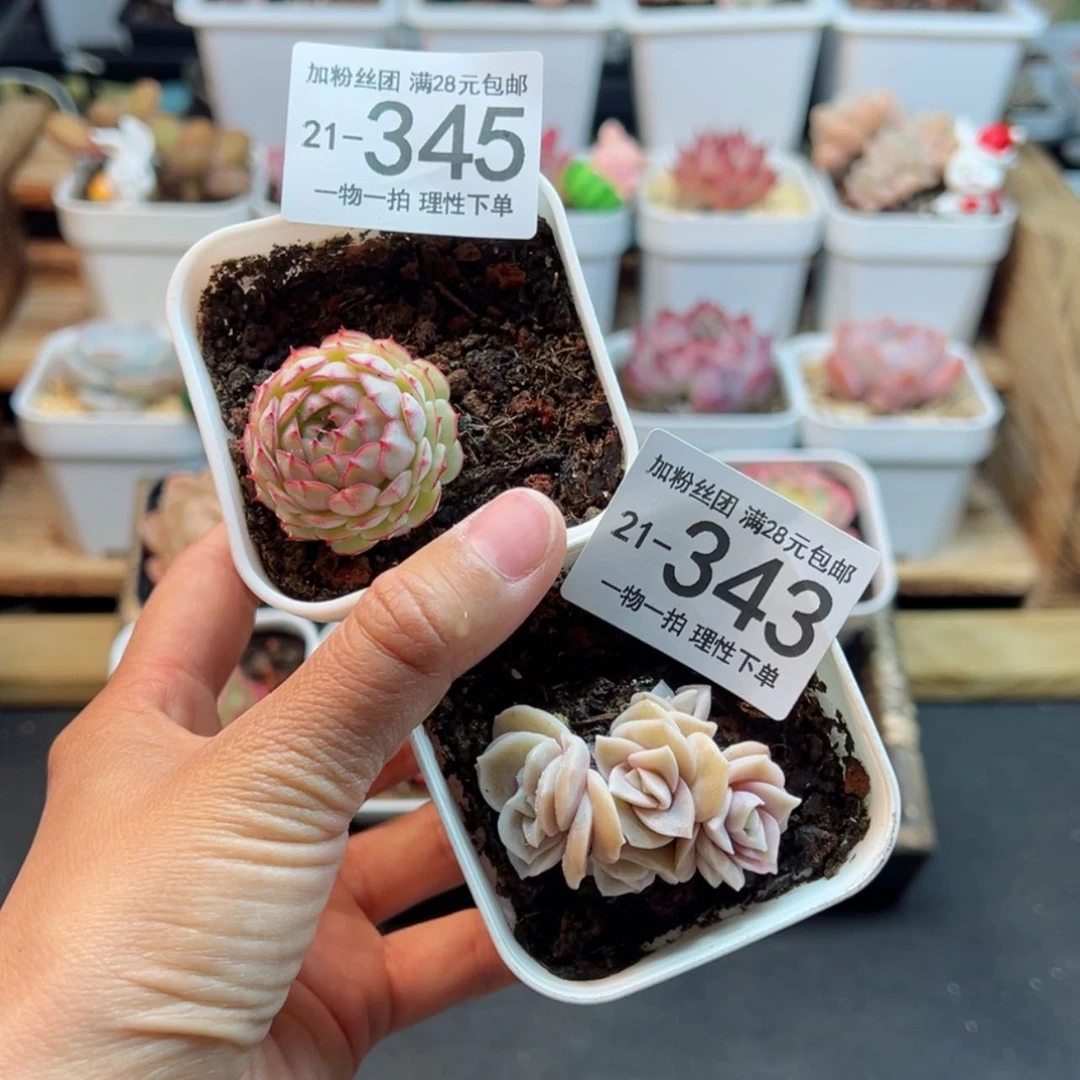 【闪购商品】慕*小红船可爱玫瑰