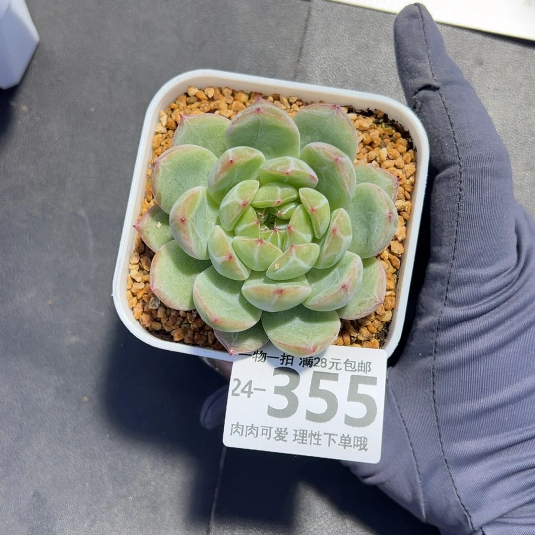 【闪购商品】雪花珍妮多肉