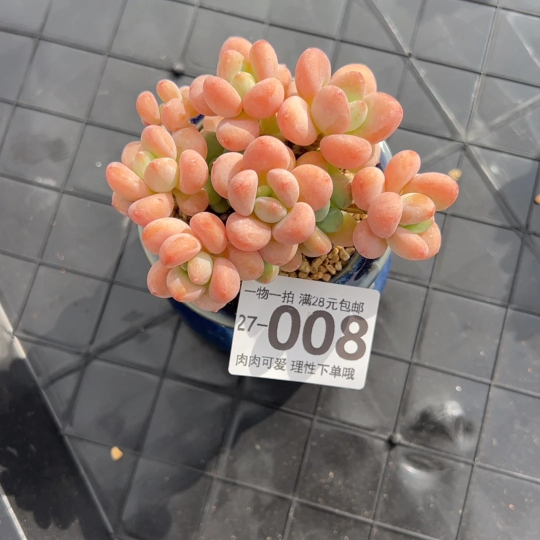 桔子洛神多肉植物，