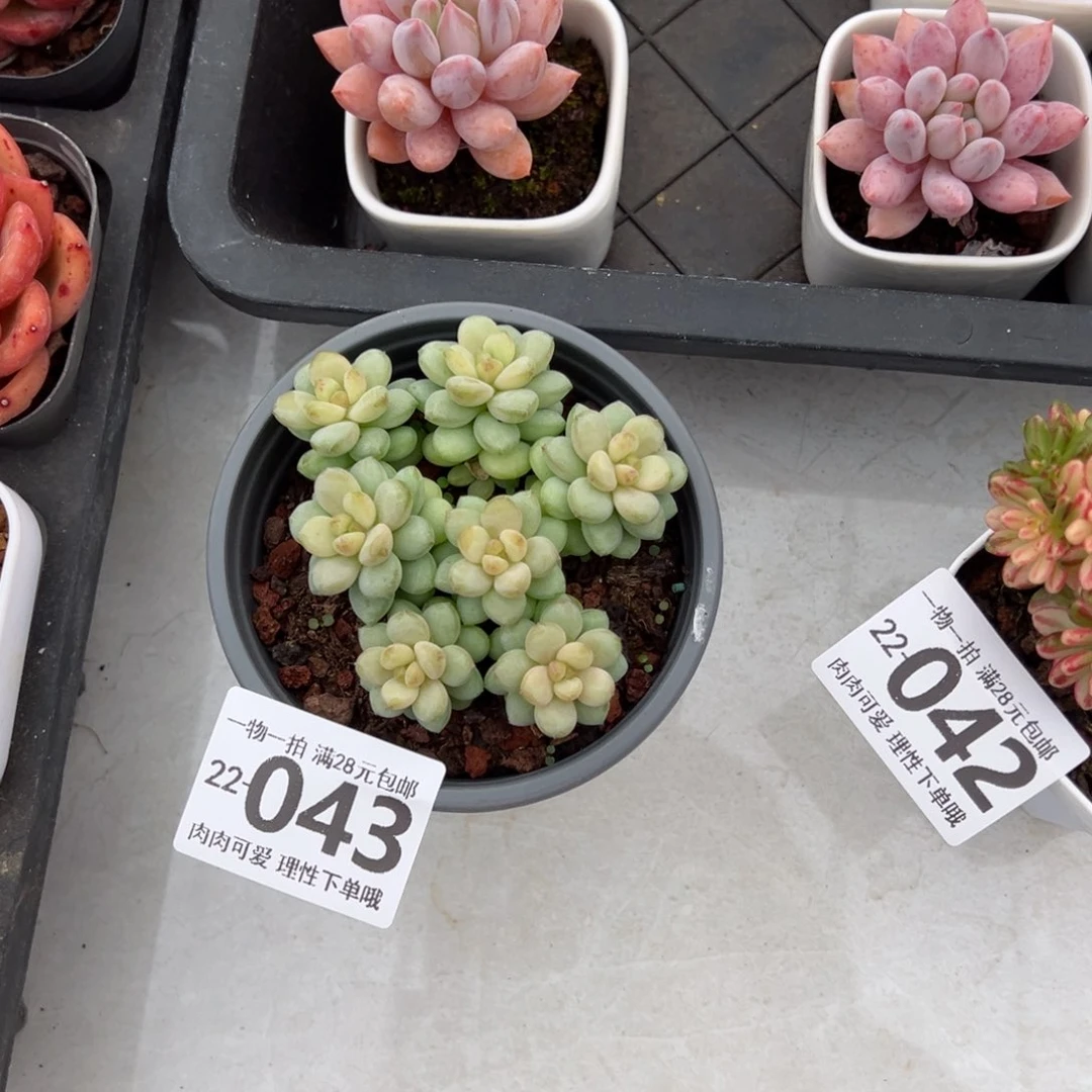 阳光玫瑰多肉多肉多肉多肉多肉