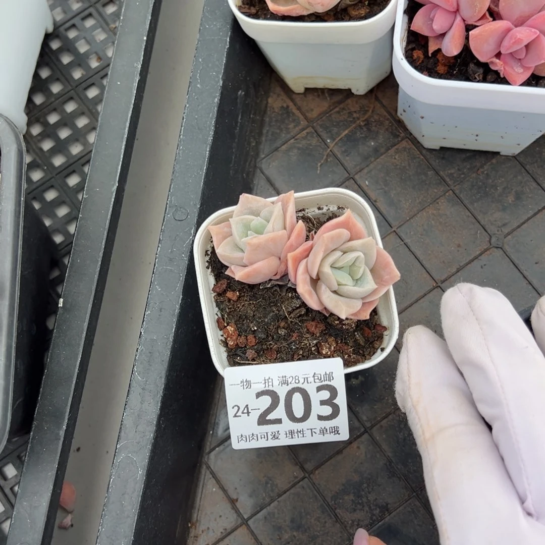 心****师可爱玫瑰多肉多肉