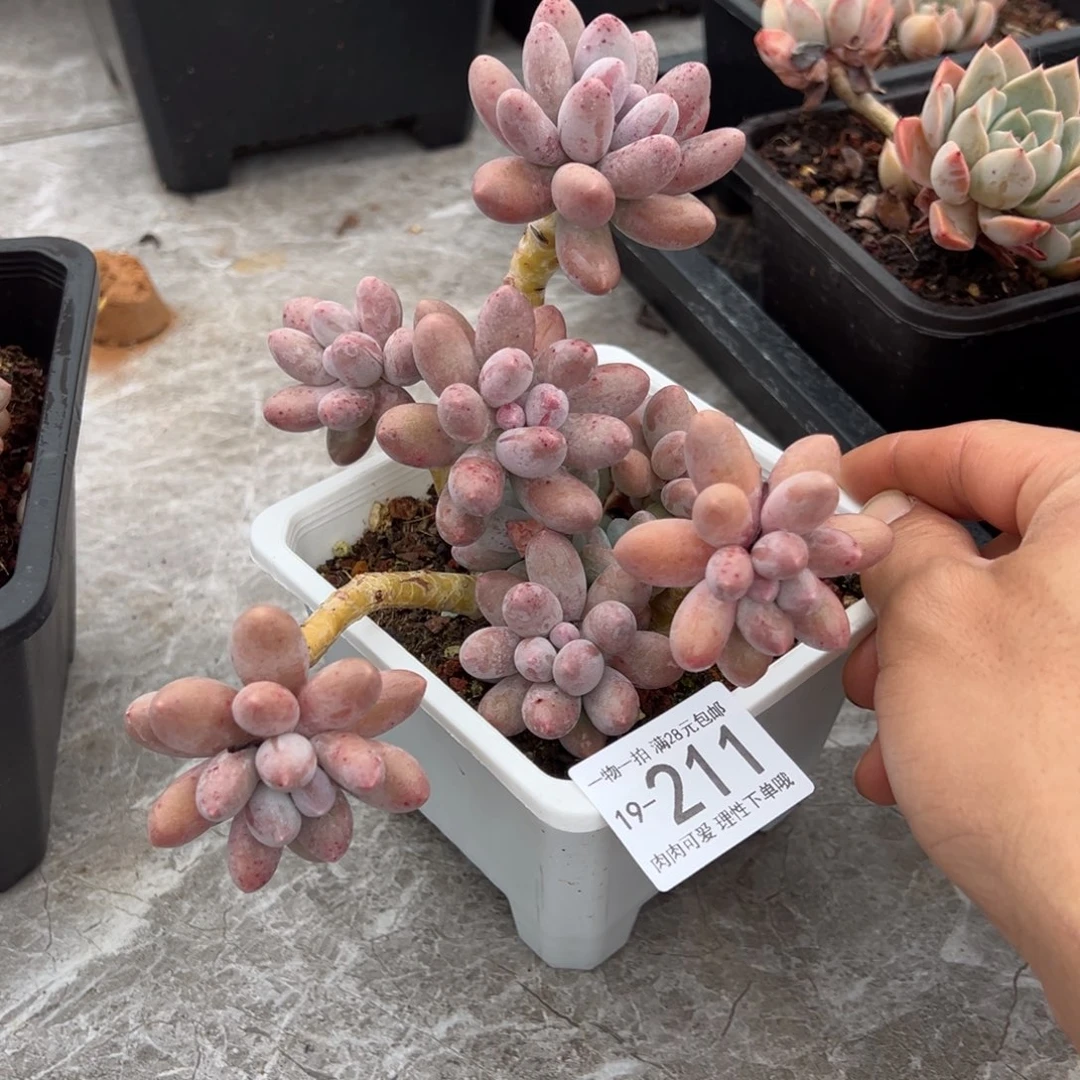 【闪购商品】汤圆多肉