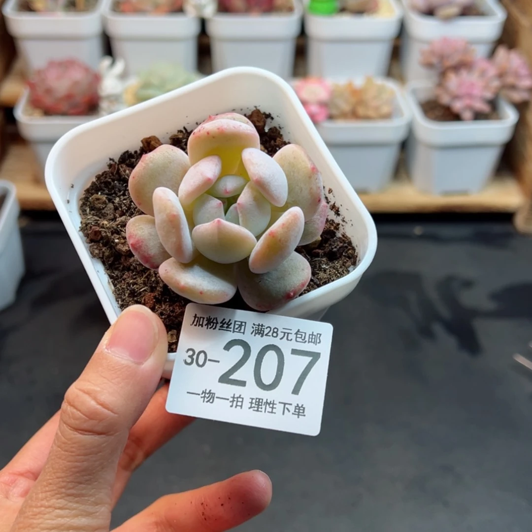 【闪购商品】石化橙梦露