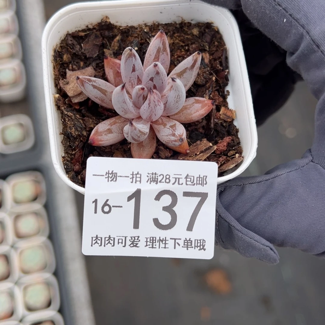 【闪购商品】ʚ*ɞ魔爪多肉