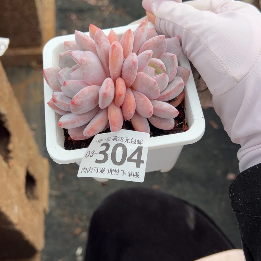 橙梦露多肉多肉多肉多肉