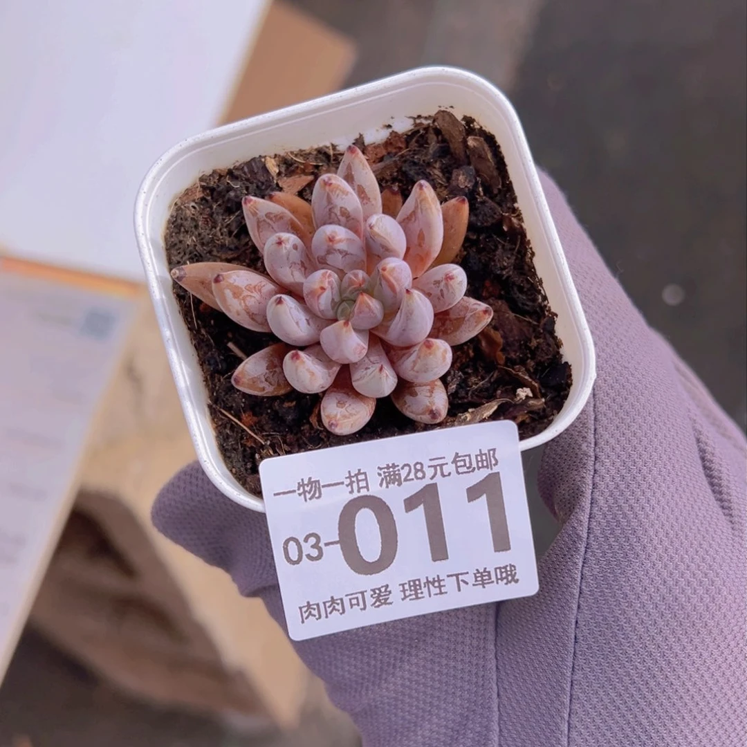 魔爪多肉多肉多肉