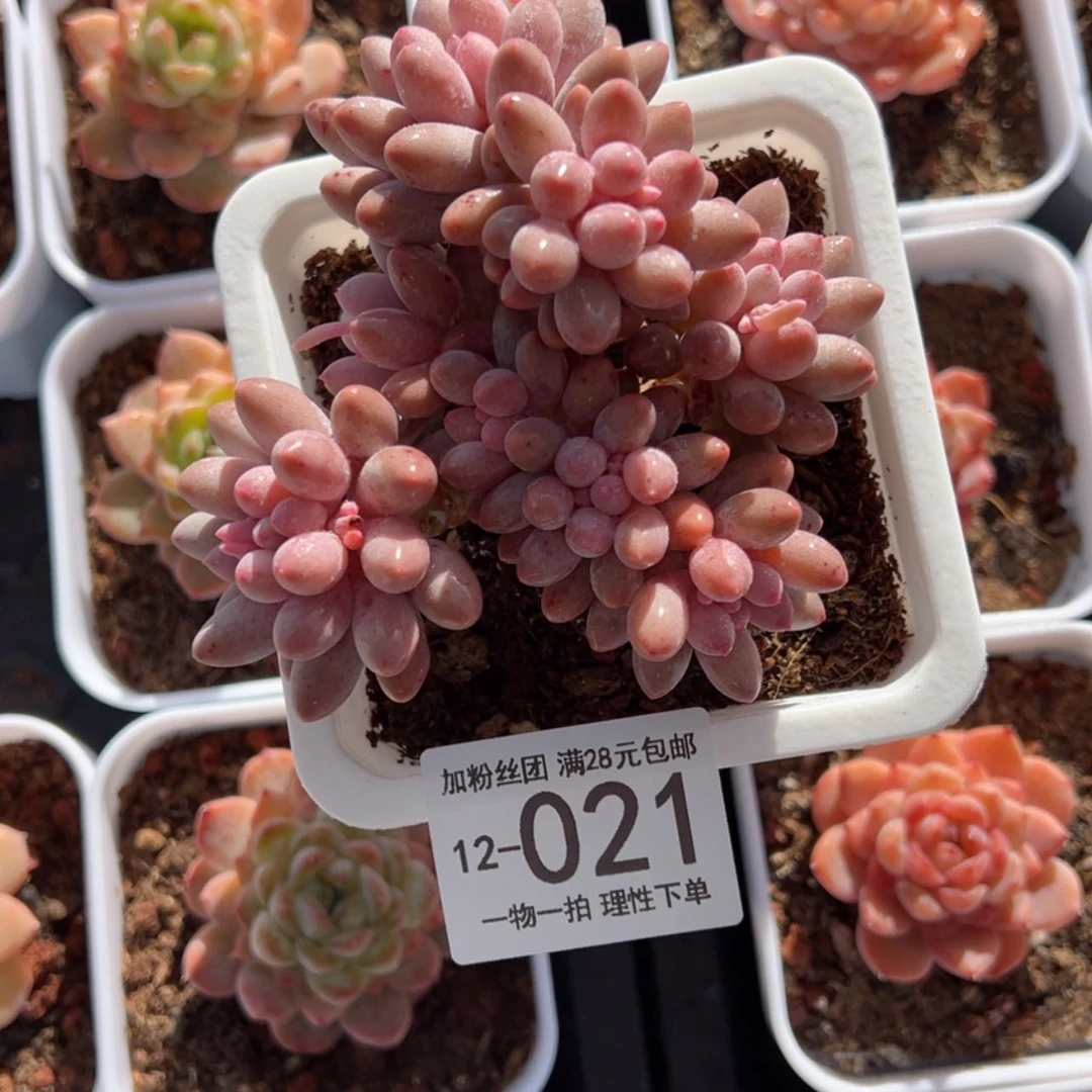 【闪购商品】婴儿手指多肉