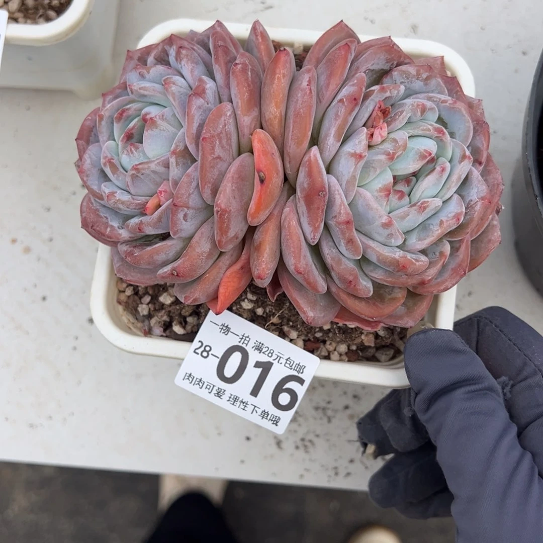 石榴籽星影多肉多肉多肉