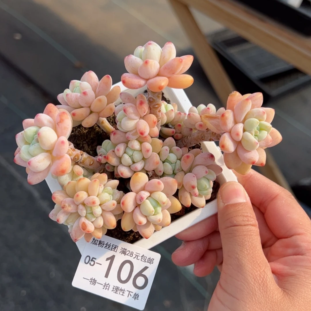 【闪购商品】白底罗绮