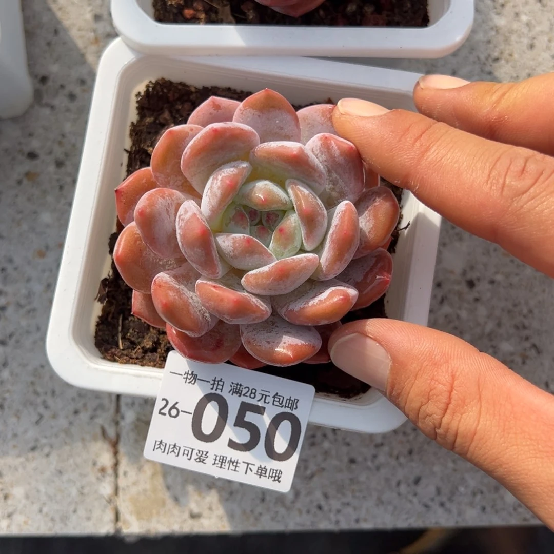 橙梦露多肉多肉植物