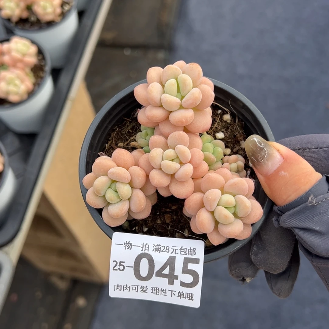 【闪购商品】洛可可多肉
