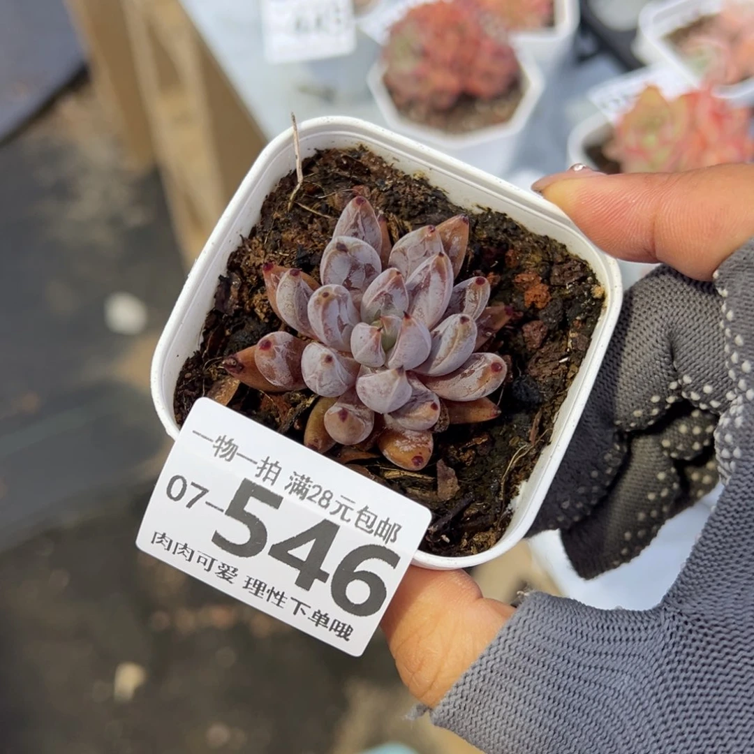 魔爪多肉多肉多肉多肉