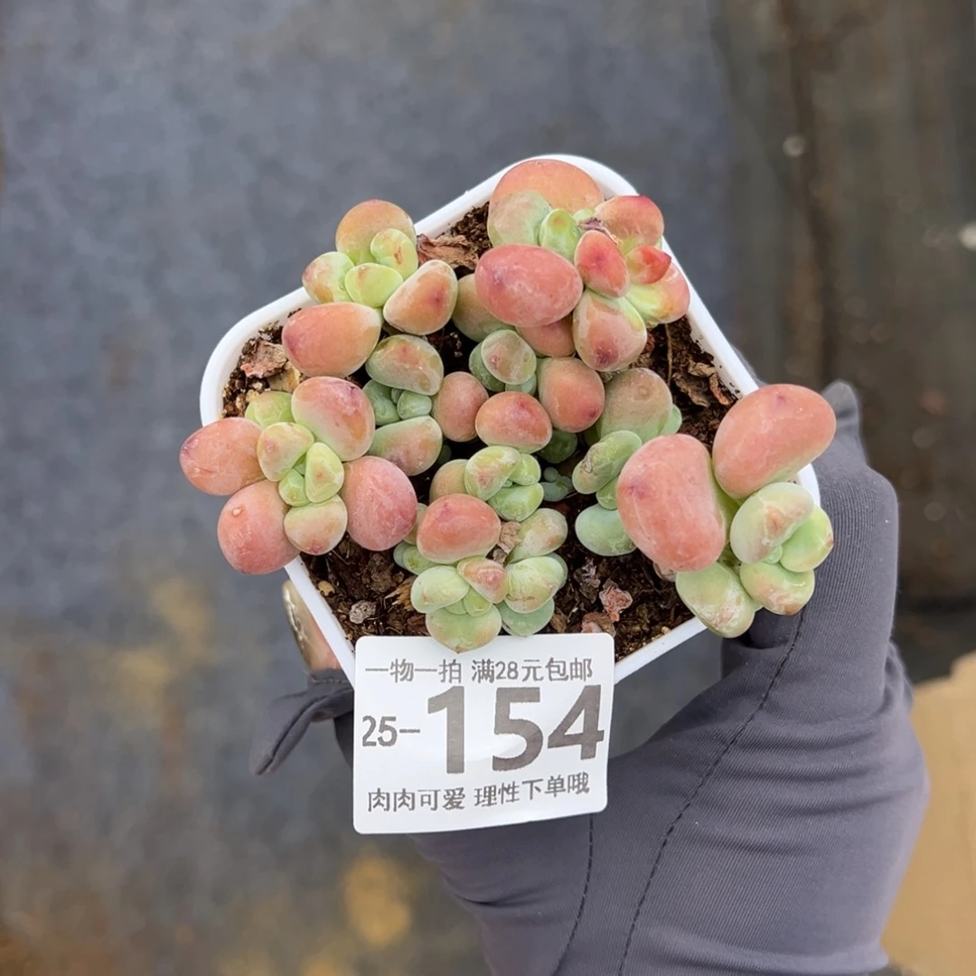 【闪购商品】丸叶洛神老桩