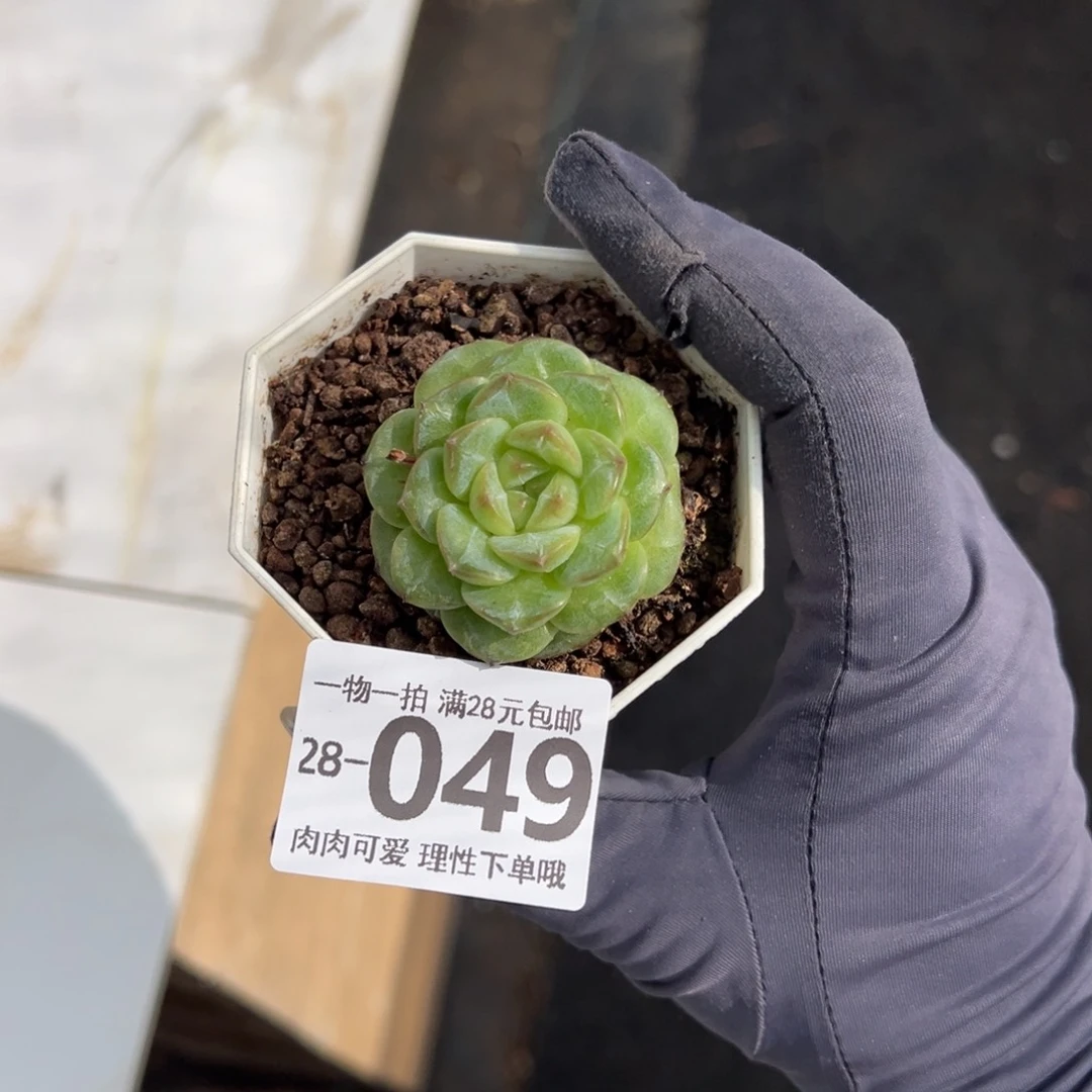 绿水鬼多肉多肉多肉