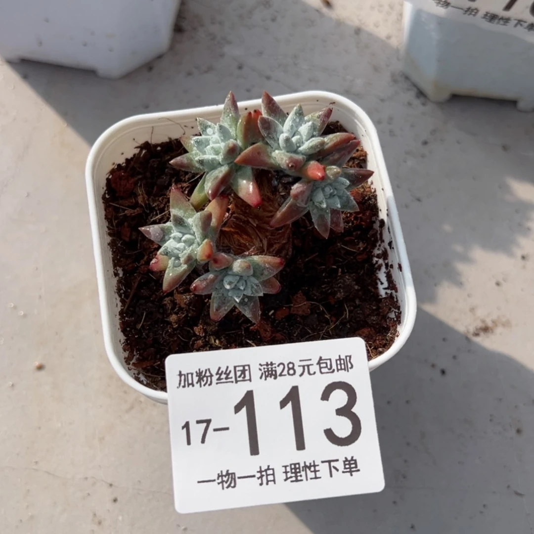 【闪购商品】十****?白菊多肉