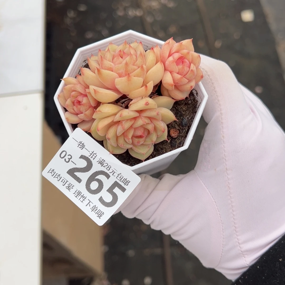 笨吧多肉多肉多肉多肉