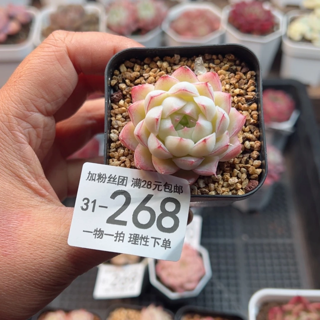 【闪购商品】麦秆多肉