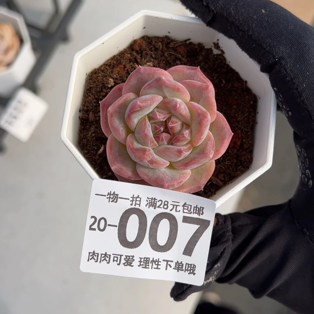 【闪购商品】呀*草莓果酱多肉