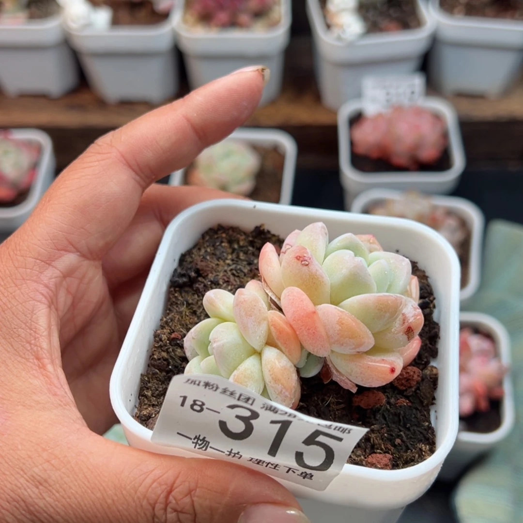【闪购商品】冰玉,
