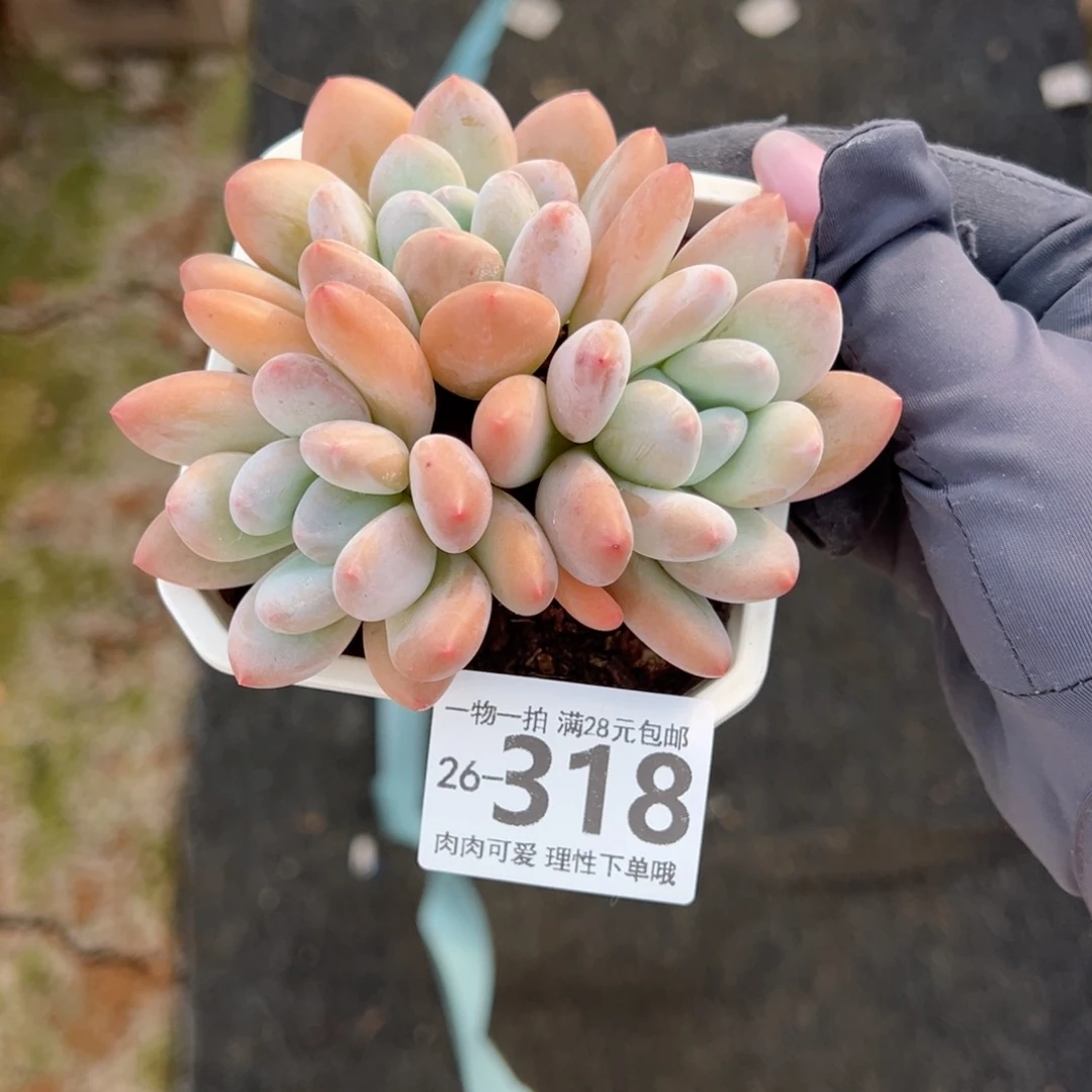 闲***兰香水，多肉多肉多肉多肉