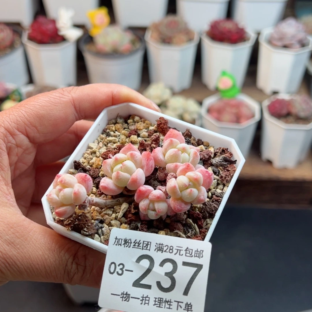 【闪购商品】望舒老桩