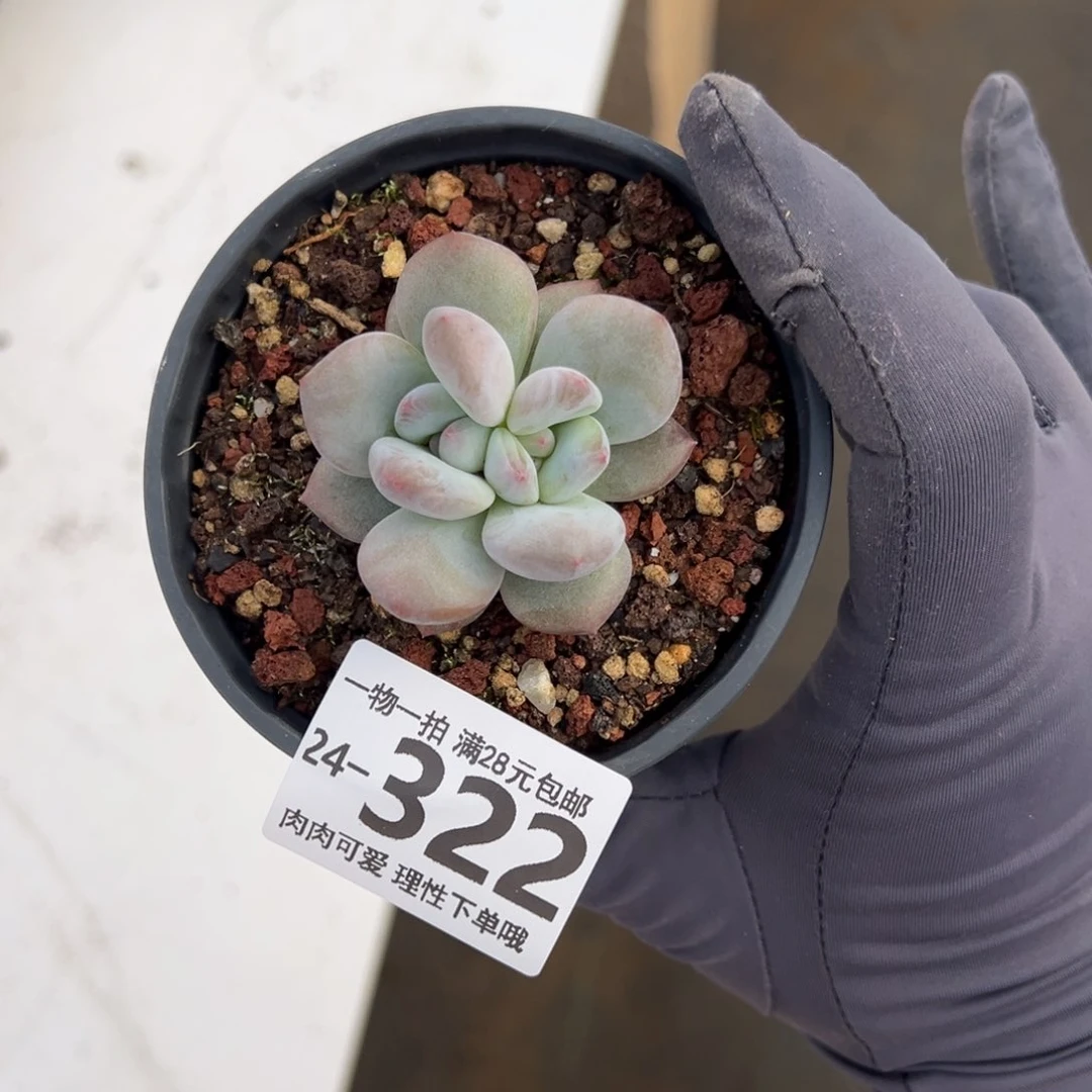 【闪购商品】?**?香橙多多肉