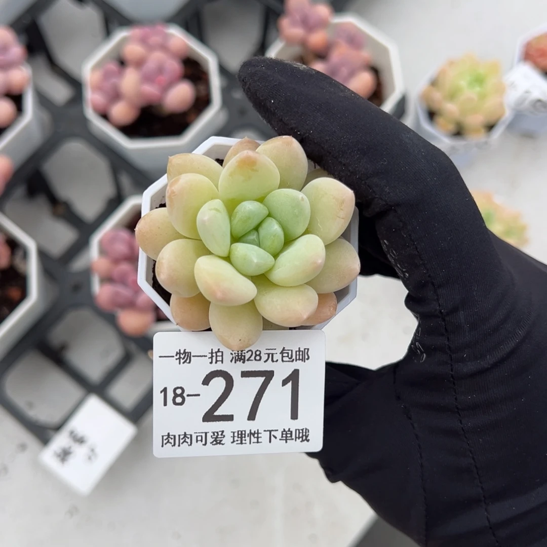 【闪购商品】十*阮玲玉双头