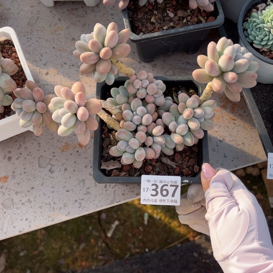 汤圆多肉多肉多肉多肉