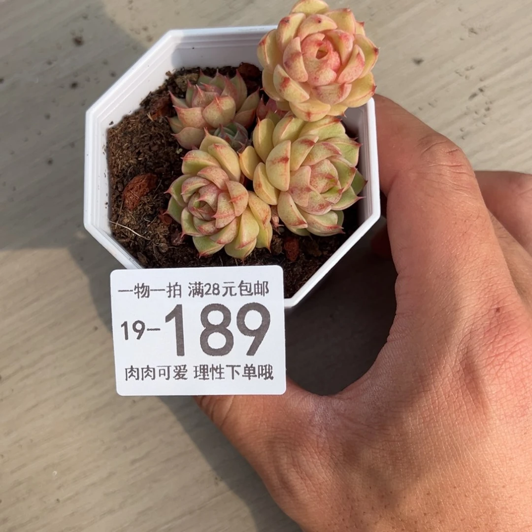 【闪购商品】笨吧多肉