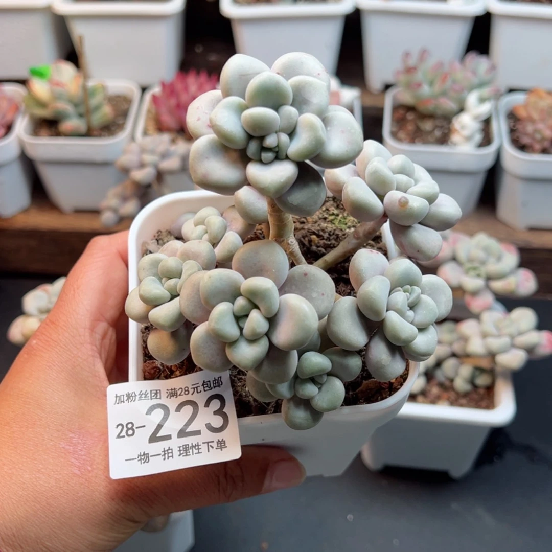 【闪购商品】艾伦老桩