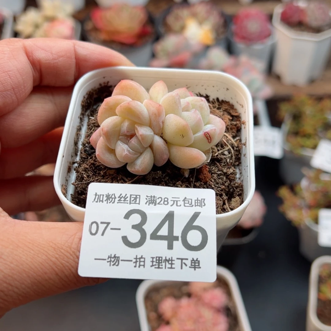 【闪购商品】冰玉多肉