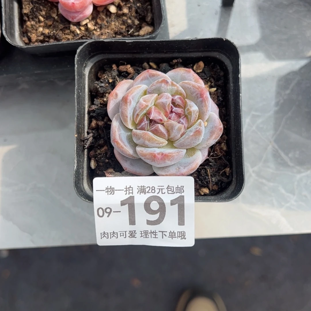 优选珍妮多肉多肉多肉